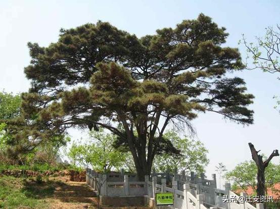 空间灵泉之悠闲生活（空间灵泉之一）