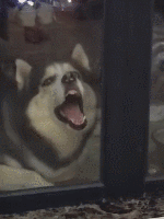 超级搞笑笑话_超级搞笑笑话笑到肚子痛的那种