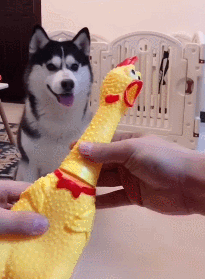 超级搞笑笑话_超级搞笑笑话笑到肚子痛的那种