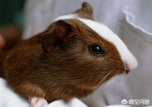 老鼠嫁女一年级看图写话_一年级看图写话《老鼠嫁女》