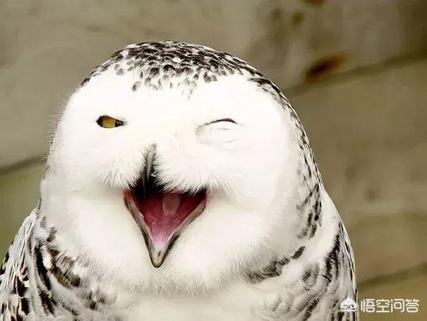 短笑话大全 20字之内_短笑话大全 20字之内的句子