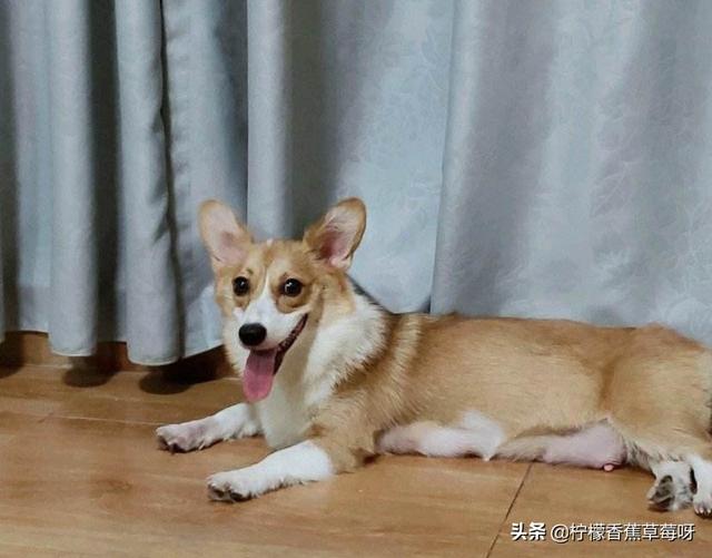 我和小动物的故事作文400字_我和它的故事400字