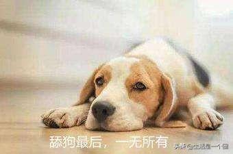 舔狗什么意思啊_舔狗什么意思啊网络用语