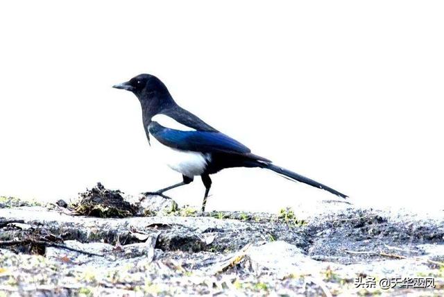 关于狗的简短小故事（关于狗狗的故事有寓意）