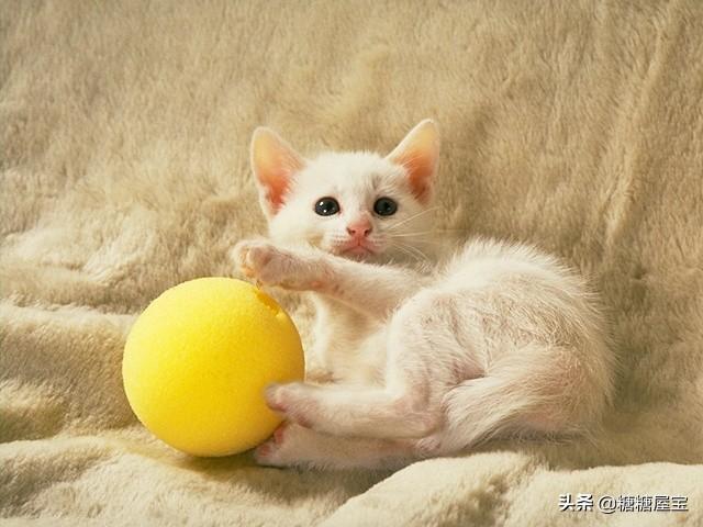 老舍的猫ppt（老舍的猫ppt课件）