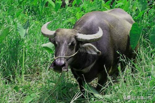 塞翁失马的故事有什么意义（塞翁失马这个故事告诉了我们什么）