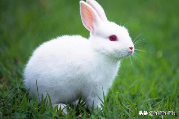 两只小兔子吸红肿了（两只大兔子摇摇晃晃的）