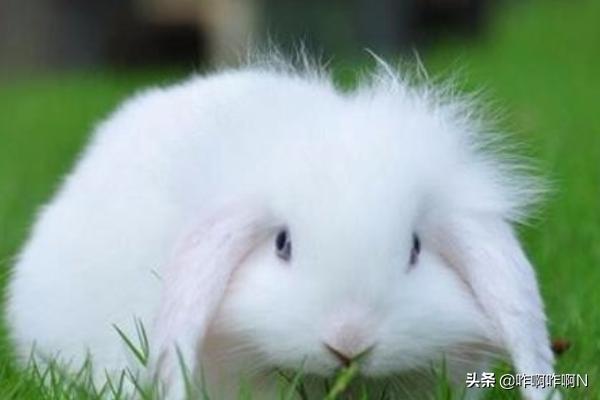 两只小兔子吸红肿了（两只大兔子摇摇晃晃的）