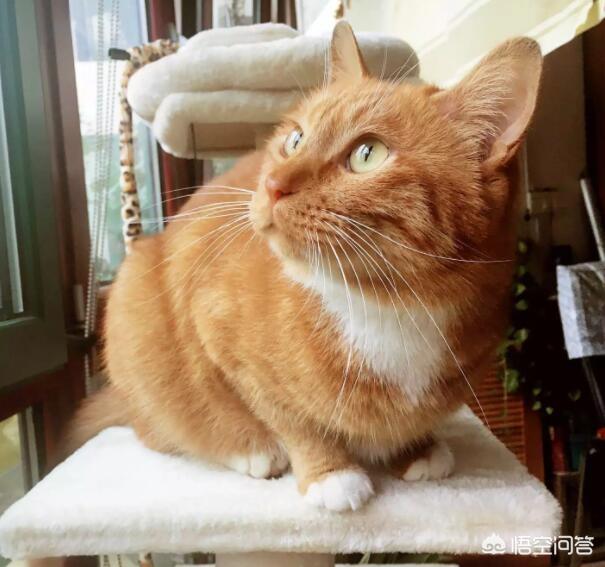 十只小猫的故事内容（十只小猫咪故事图片课件）